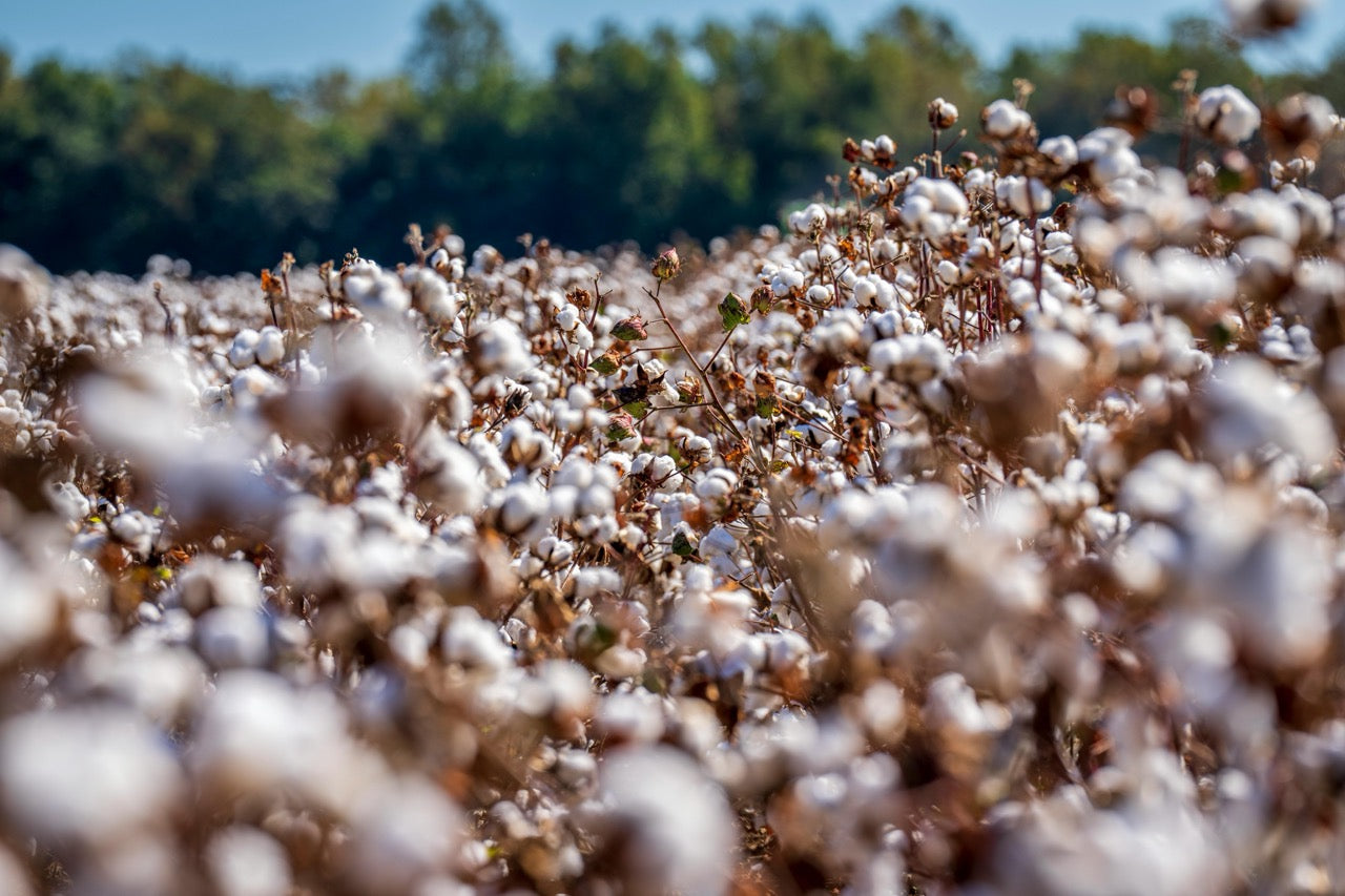 Long-Staple Cotton